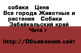 собаки › Цена ­ 2 500 - Все города Животные и растения » Собаки   . Забайкальский край,Чита г.